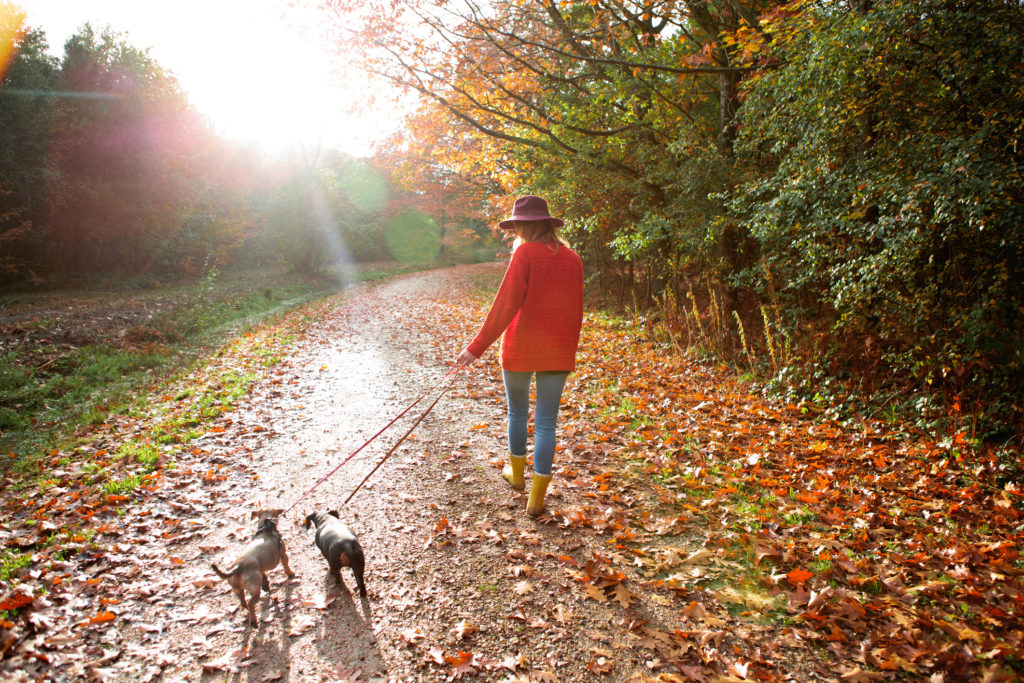 A young woman walking her dogs in an autumn woodland.