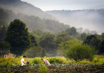 Harvest photo by Rob Howard