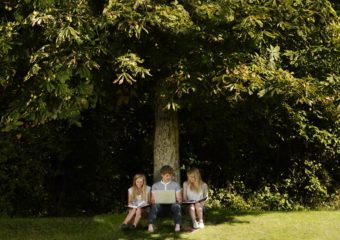 tree providing shade