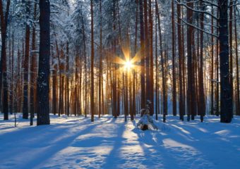 wintry forest sun