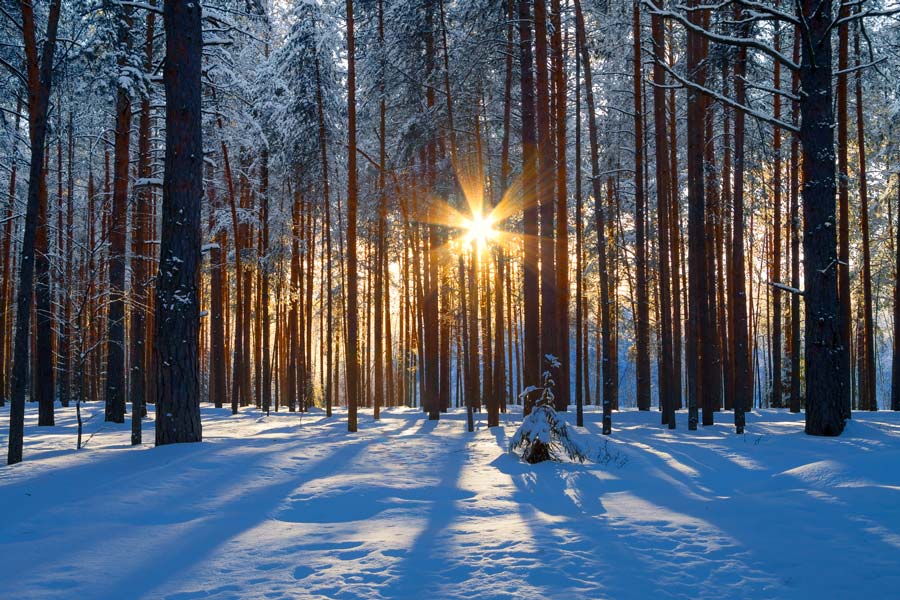 wintry forest sun